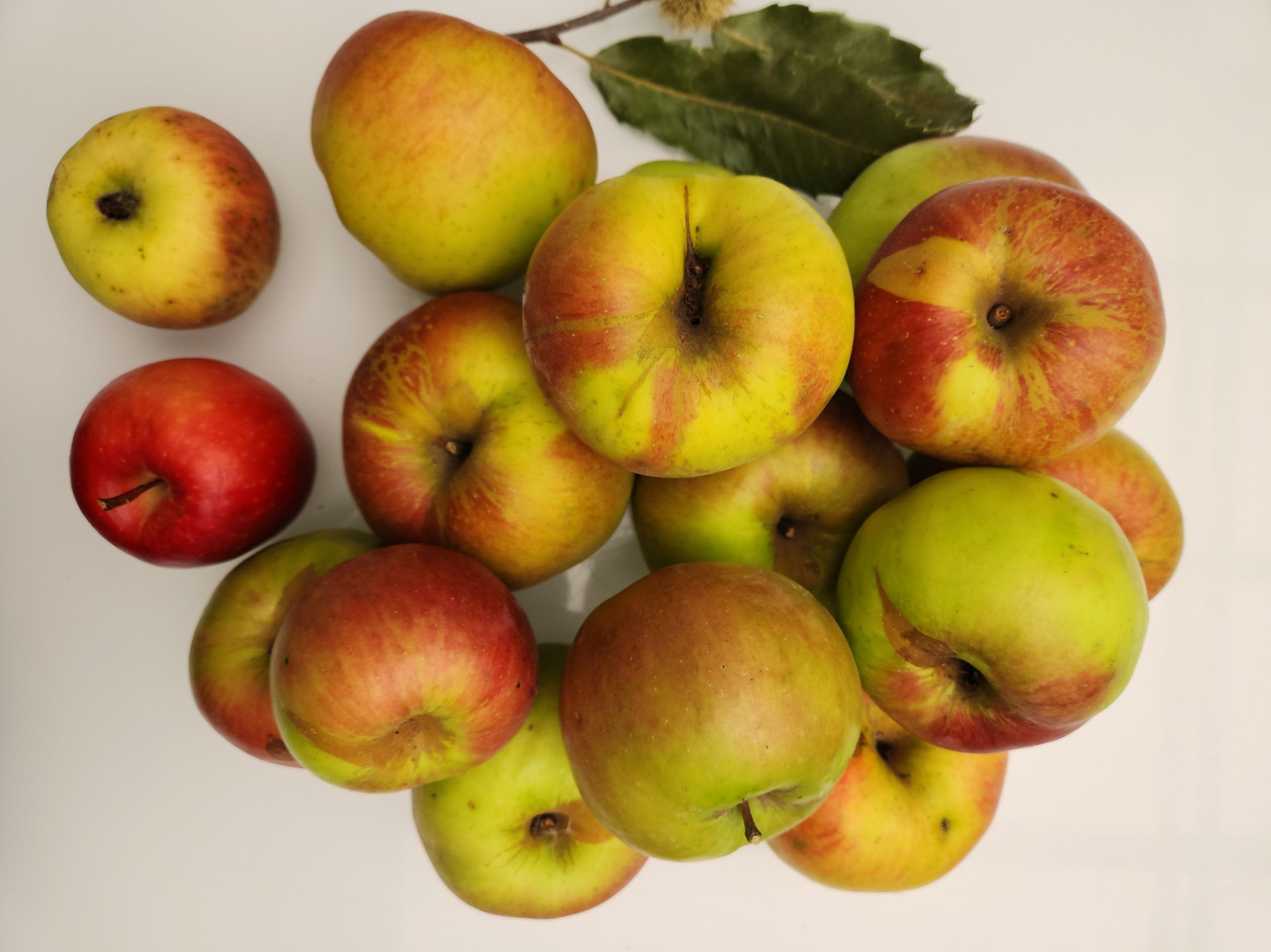 You are currently viewing Sezónne jablká – Nielen chuť, ale aj zdravie! 🍏