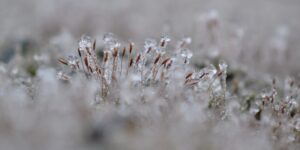 Read more about the article Ráno po Novom roku